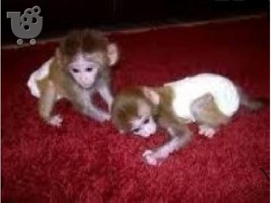 PoulaTo: Κείμενο των πιθήκων Capuchin & Marmoset 237651127716